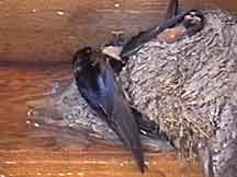 Barn Swallow