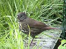 Fox Sparrow