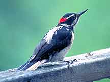 Hairy Woodpecker