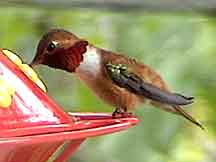 Rufous Hummer