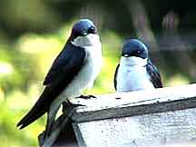 Tree Swallow