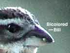 Bicolored Beak