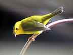 Wilson's Warbler Posture