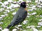 American Robin Posture