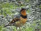 Varied Thrush Posture