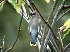 Cedar Waxwing Posture