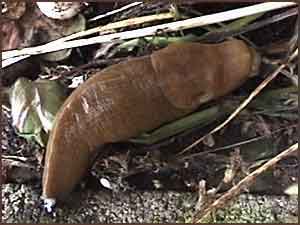 Banana Slug