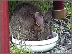 Bunny in Bowl