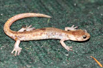 Clouded Salamander on Rug