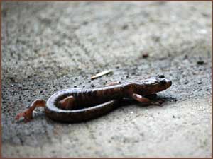 Clouded Salamander