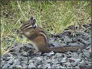 Townsend's Chipmunk Eating Grass Seeds