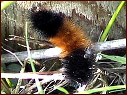 Woollybear Caterpillar