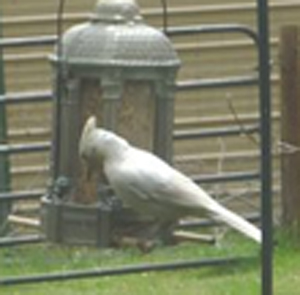 Steller's Jay (Partial Albino)