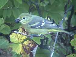 Western Tanager (Female)