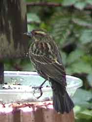 Red-winged Blackbird (Female)