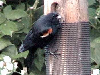 Red-winged Blackbird