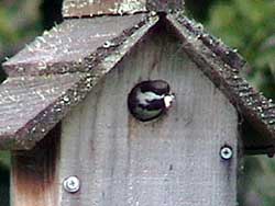 Chestnut-backed Chickadee & Fecal Sac