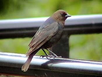 Brown-headed Cowbird