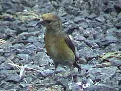 Red Crossbill (Female)