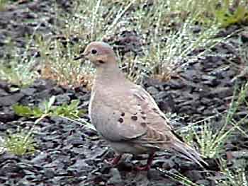 Mourning Dove