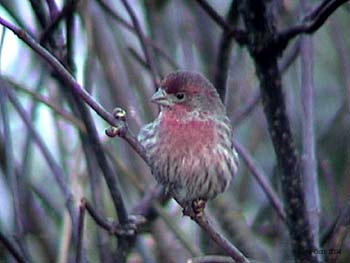 House Finch Male