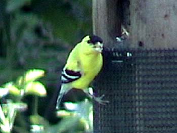 American Goldfinch