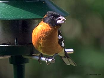 Black-headed Grosbeak