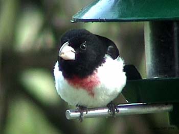 Rose-breasted Grosbeak