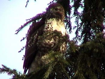 Red-tailed Hawk