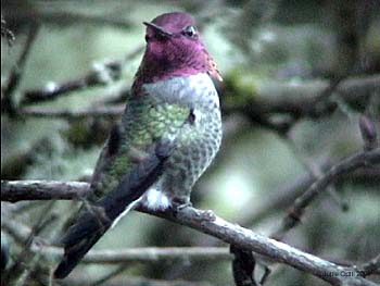 Anna's Hummingbird