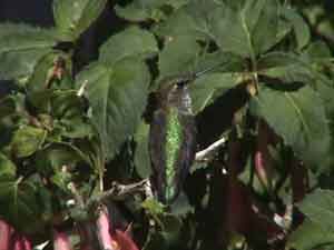 Broad-tailed Hummingbird (Female)