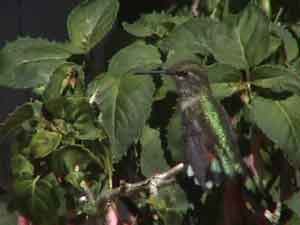 Broad-tailed Hummingbird (Female)