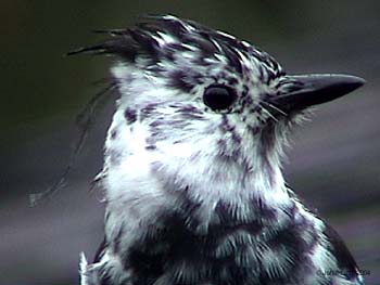 Steller's Jay (Partial Albino)