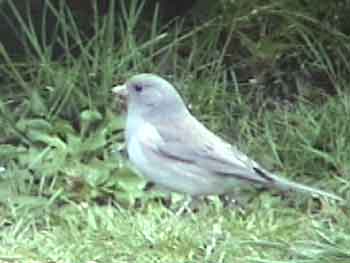 Dark-eyed Junco (Leucistic)