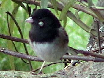 Dark-eyed Junco (Tick)