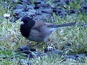 Dark-eyed Junco - Oregon