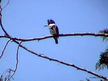 Belted Kingfisher