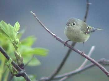 Ruby-crowned Kinglet