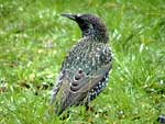 European Starling