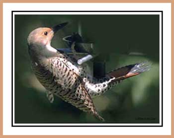 Northern Flicker at Globe