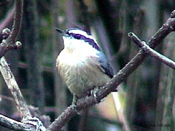 Red-breasted Nuthatch