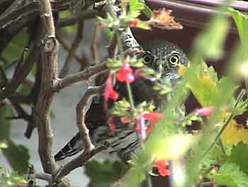 Northern Pygmy-Owl