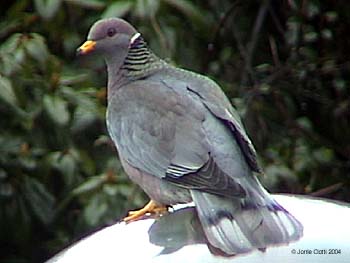 Band-tailed Pigeon