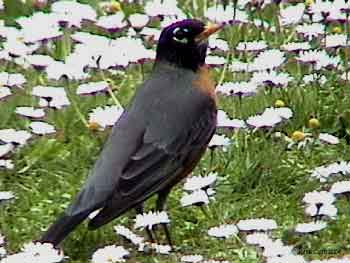 American Robin