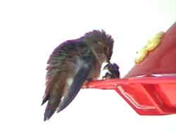 Rufous Hummingbird & Bee 2