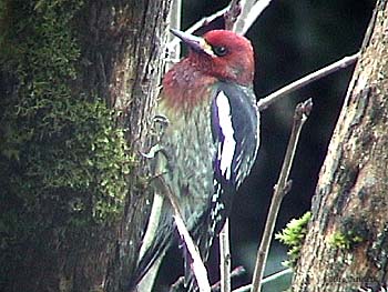 Red-breasted Sapsucker