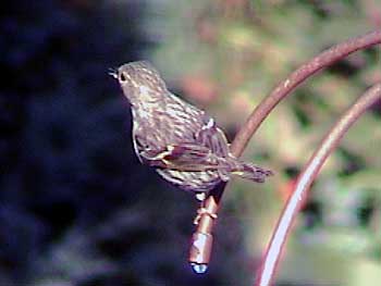 Pine Siskin