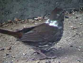 Fox Sparrow - Partial Albino