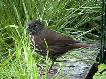 Fox Sparrow