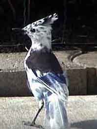 Partial-Albino Steller's Jay